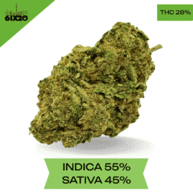 LSD Cannabis strain AAA+