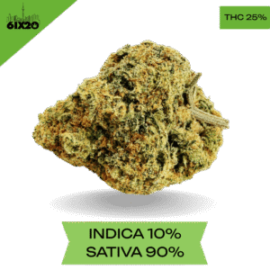 Durban Poison AAA+