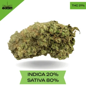 Strawberry Trainwreck AAAA+ Sativa