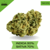 Diesel Thai AAAA